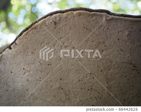 在樹樁上生長的石棺苔蘚的背面 在樹樁上生長的石棺苔蘚的背面 66442628
