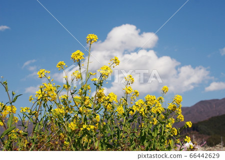 油菜花和藍天 油菜花和藍天 66442629