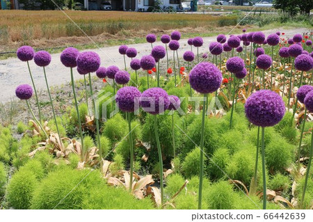 Green onion shaved Green onion shaved 66442639