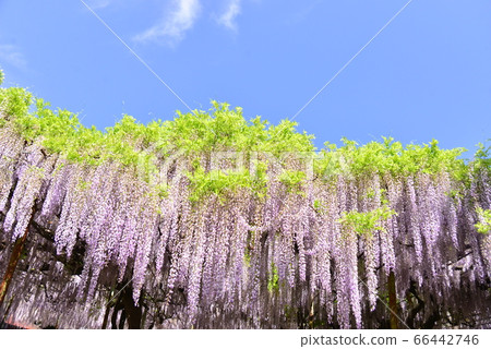 紫藤放在一個袋子裡，映襯在藍天下 66442746
