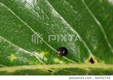 Creatures Insect Black-spotted ladybird, small ladybird about 1 and a half millimeters. In May I was on the leaves of Kunugi Creatures Insect Black-spotted ladybird, small ladybird about 1 and a half millimeters. In May I was on the leaves of Kunugi 66442748