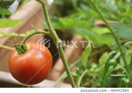 蕃茄 蕃茄 66442964