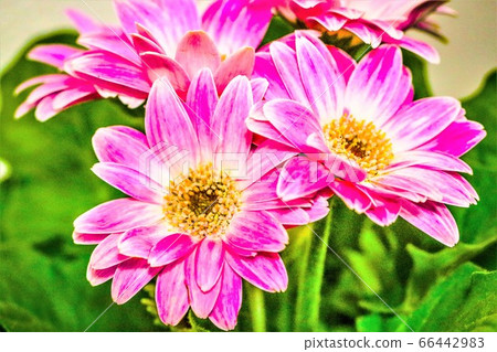 Gerbera Gerbera 66442983