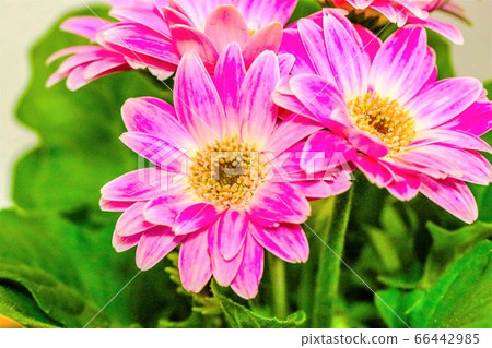 Gerbera Gerbera 66442985