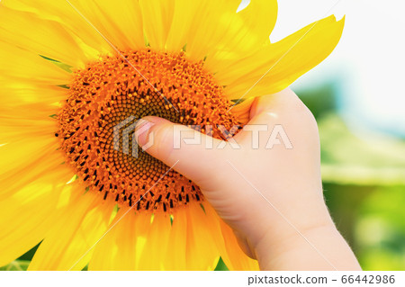 Hand of child holding sunflower. Hand of child holding sunflower. 66442986