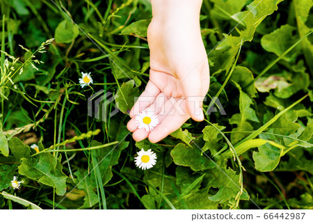 White daisy on palm of child. 66442987