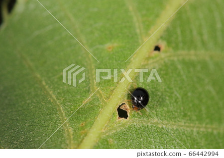 生物昆蟲黑色斑點的瓢蟲，大約一毫米半的黑色顆粒。如果仔細觀察，它的臉是紅色的，腿是黃色的 66442994