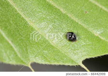 活生生物昆蟲黑觸手,是附著在樟樹上的白頸粉蝨的天敵。茶農盟友 活生生物昆蟲黑觸手,是附著在樟樹上的白頸粉蝨的天敵。茶農盟友 66442999