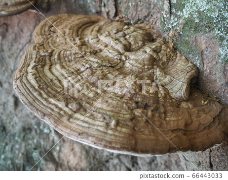 Sarcophagous moss growing on a stump 66443033
