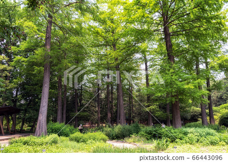 Hongneung arboretum in Seoul 66443096