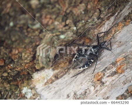 White-faced tortoise walking along the trunk of a cherry tree White-faced tortoise walking along the trunk of a cherry tree 66443290