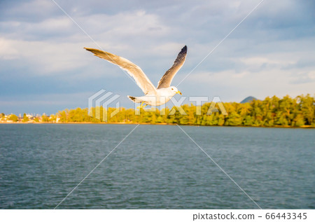 《京都府》宮津市海鷗 66443345