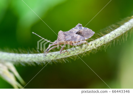 Hojoki bug 66443346