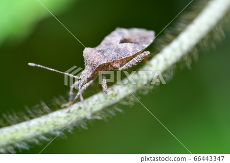 Hojoki bug 66443347