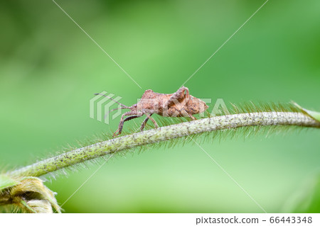 Hojoki bug 66443348