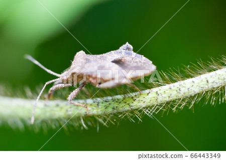 Hojoki bug 66443349