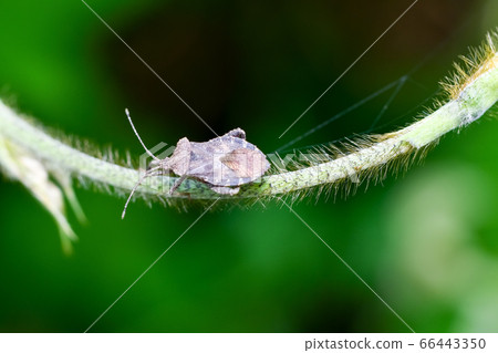 Hojoki bug 66443350