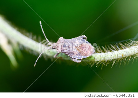 Hojoki bug 66443351