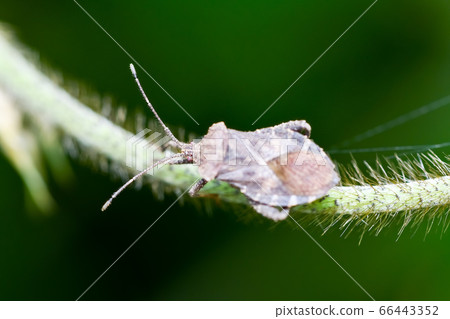 Hojoki bug 66443352