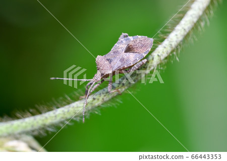 Hojoki bug 66443353