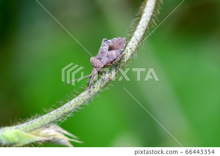 Hojoki bug 66443354