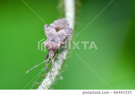 Hojoki bug 66443355