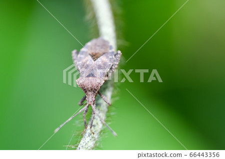 Hojoki bug 66443356