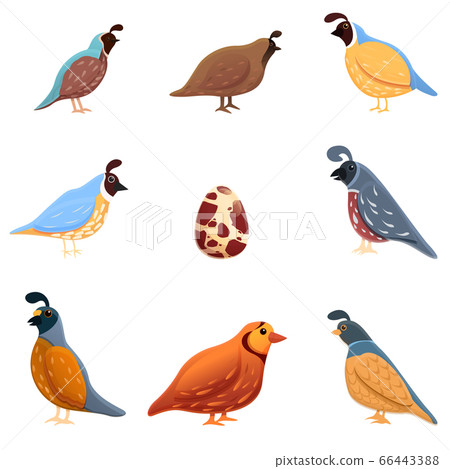 Quail icons set, cartoon style 66443388