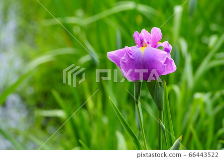 Iris Iris 66443522