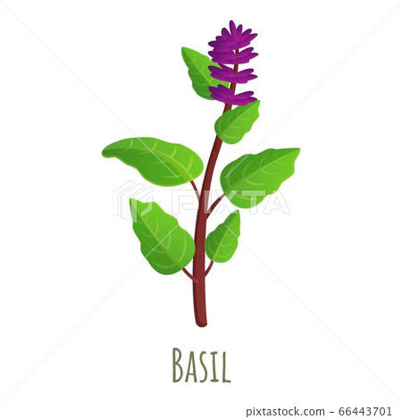 Basil plant icon cartoon style Stock Illustration 66443701