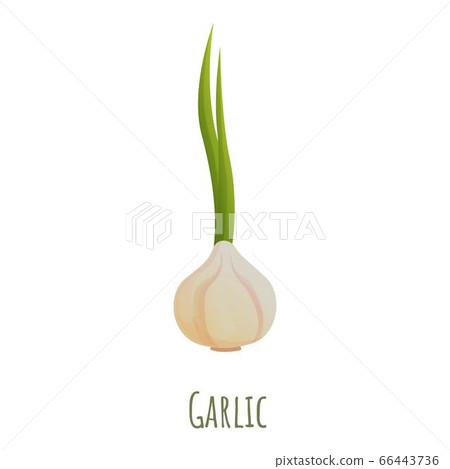 Garlic icon, cartoon style 66443736
