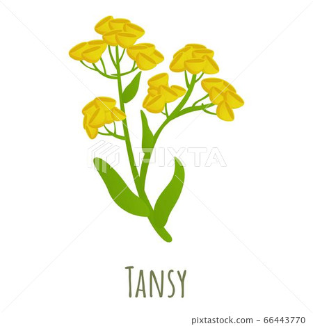 Tansy flower icon, cartoon style Tansy flower icon, cartoon style 66443770