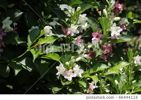 Deutzia gracilis 66444118
