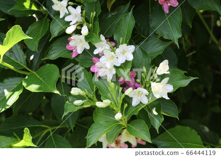 Deutzia gracilis 66444119