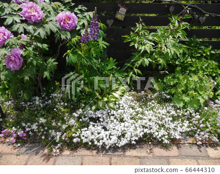 Early summer garden with moss phlox and peony colors 66444310