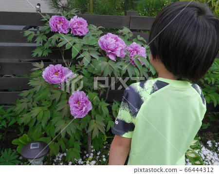 孩子看著花園裡的花（後視圖） 66444312