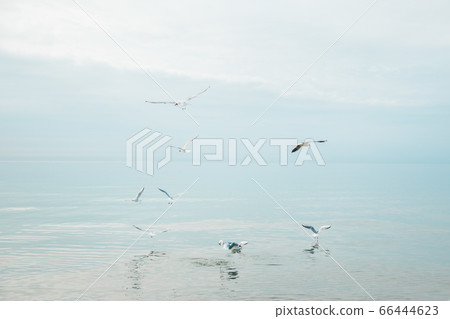 Seagull birds at the coast of Baltic sea in Poland Seagull birds at the coast of Baltic sea in Poland 66444623