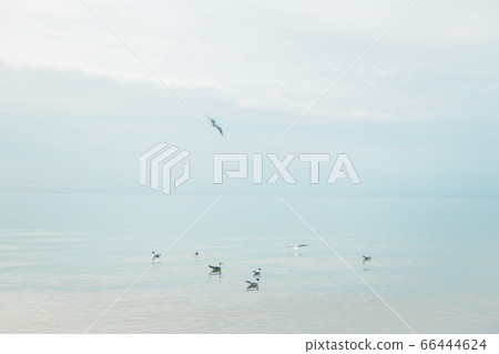 Seagull birds at the coast of Baltic sea in Poland 66444624