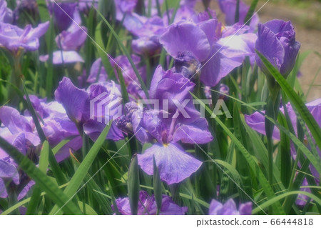 Coronavirus: Closed: Yamadaike Park: Iris Garden: Maintenance: Mizuyari 66444818