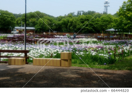 Coronavirus: Closed: Yamadaike Park: Iris Garden: Maintenance: Mizuyari Coronavirus: Closed: Yamadaike Park: Iris Garden: Maintenance: Mizuyari 66444820