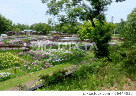 Coronavirus: Closed: Yamadaike Park: Iris Garden: Maintenance: Mizuyari 66444823