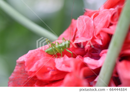 蚱蜢幼蟲 66444884