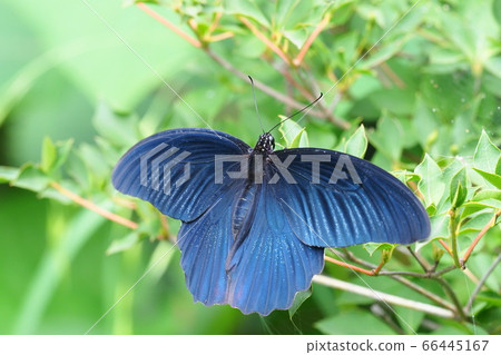 長崎燕尾（男） 66445167