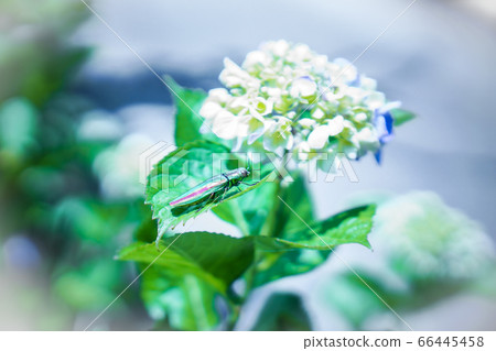 Yamatobug and Hydrangea Endangered Species Beetle Yamatobug and Hydrangea Endangered Species Beetle 66445458