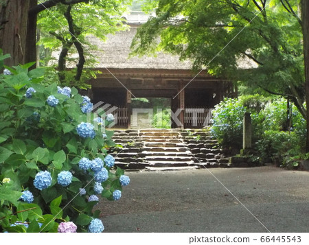 Suo Amida Temple 66445543