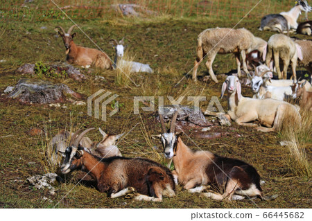 Lambs and goats lie in a meadow high in the Alps. Lambs and goats lie in a meadow high in the Alps. 66445682