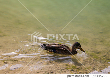 Duck swims in clear transparent water. Selective Duck swims in clear transparent water. Selective 66445709