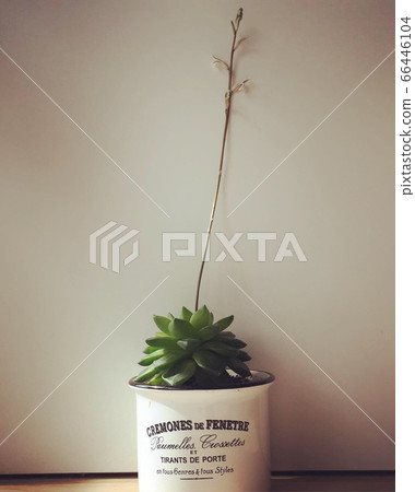 Succulent plants Haorthia Succulent plants Haorthia 66446104