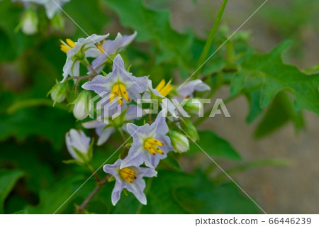 華納索比 華納索比 66446239