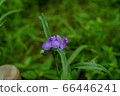  Spiderwort 66446241